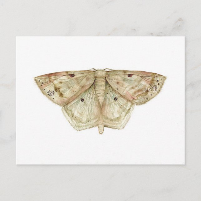 Moth Postcard (Front)