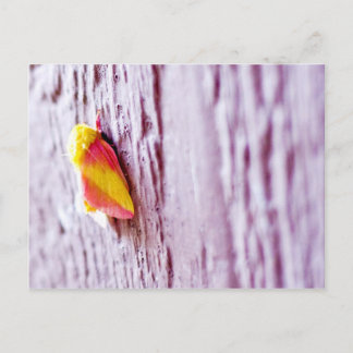 Moth Postcard