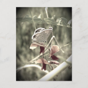Moth Postcard