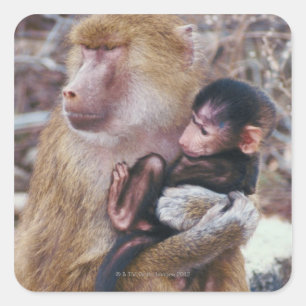Mother and Baby Baboon Square Sticker