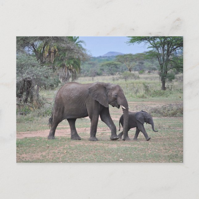 Mother and Baby Elephant Photo Postcard (Front)