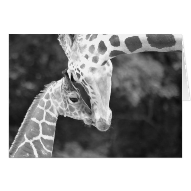 Mother and Baby Giraffe cuddle. (Front Horizontal)