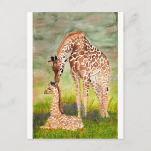 Mother and Baby Giraffes Postcard