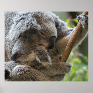 Mother and baby joey koalas asleep cuddling poster