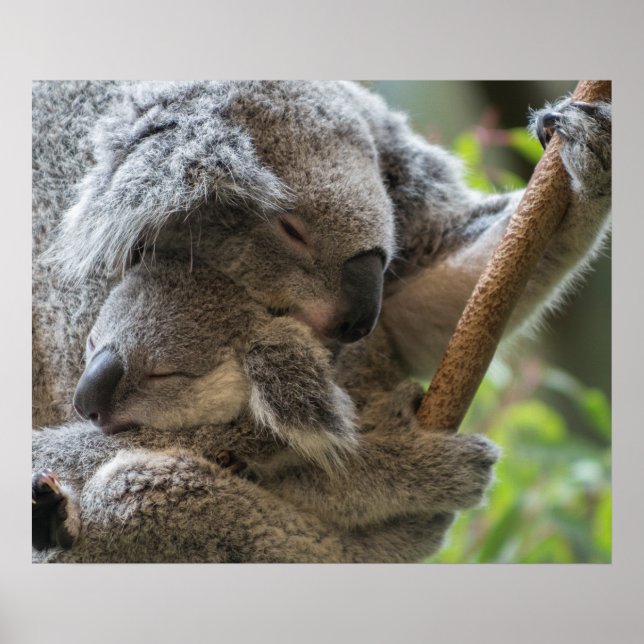 Mother and baby joey koalas asleep cuddling poster (Front)