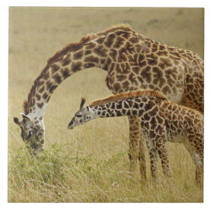 Mother and baby Masai Giraffe, Giraffa Ceramic Tile