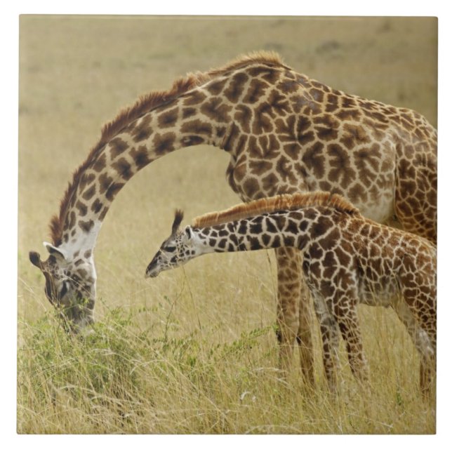 Mother and baby Masai Giraffe, Giraffa Ceramic Tile (Front)
