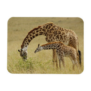 Mother and baby Masai Giraffe, Giraffa Magnet