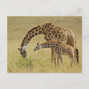 Mother and baby Masai Giraffe, Giraffa Postcard