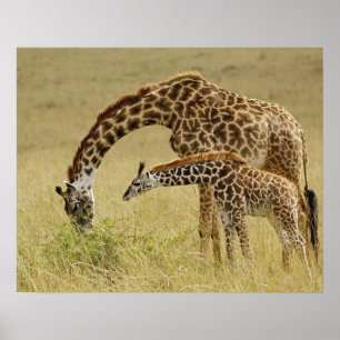 Mother and baby Masai Giraffe, Giraffa Poster