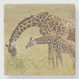 Mother and baby Masai Giraffe, Giraffa Stone Coaster