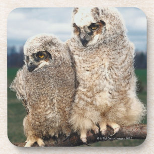 Mother and Baby Owl Coaster