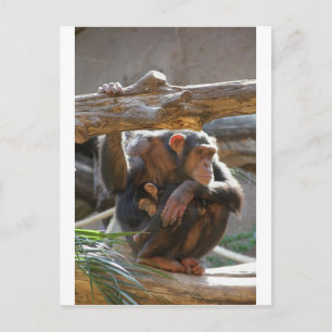 Mother and Baby Postcard