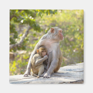 Mother and baby Rhesus Macaque monkeys on wall Magnet