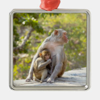 Mother and baby Rhesus Macaque monkeys on wall