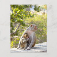 Mother and baby Rhesus Macaque monkeys on wall