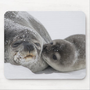 Mother And Baby Seal Love Mouse Pad