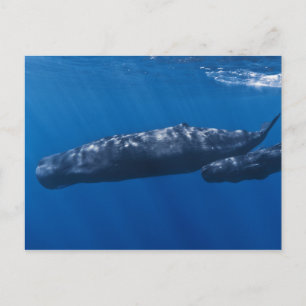 Mother and Baby Sperm Whale Physeter macrocephalus Postcard