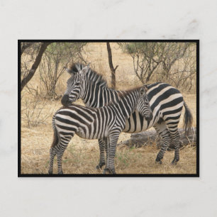Mother and Baby Zebra  Postcard