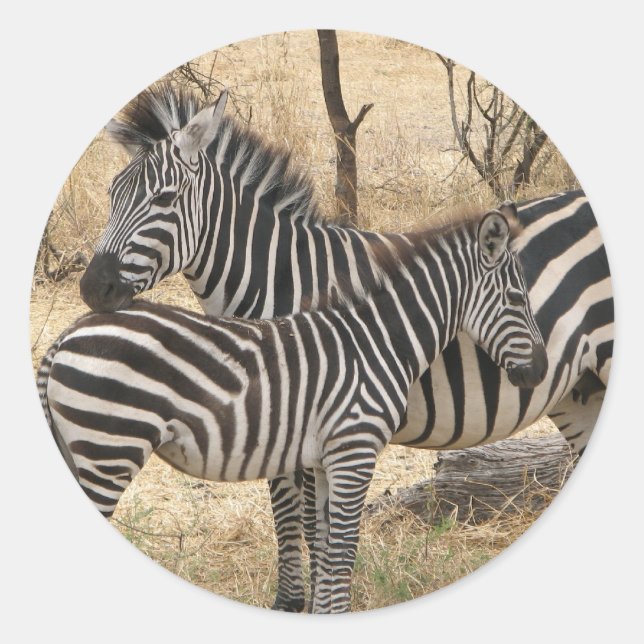 Mother and Baby Zebra  Sticker (Front)