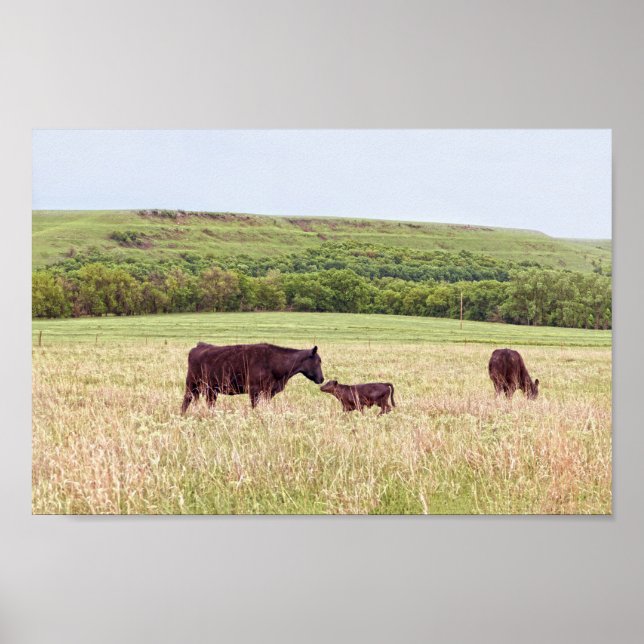 Mother and Calf in the Flint Hills Poster (Front)