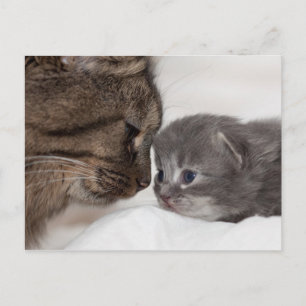 Mother and Son Cat and Kitten Postcard