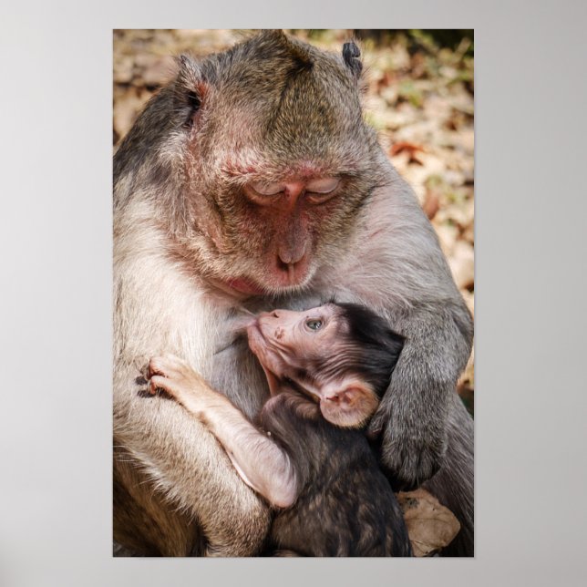 Mother & Baby Monkey Poster (Front)