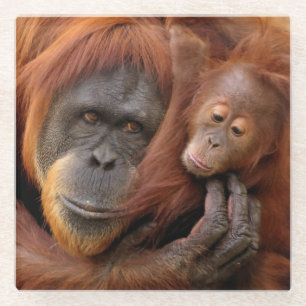 Mother & Baby Orangutan Glass Coaster