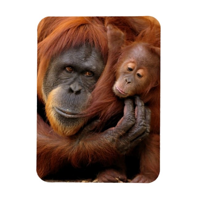 Mother & Baby Orangutan Magnet (Vertical)