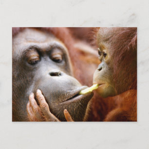 Mother & Baby Orangutan Postcard