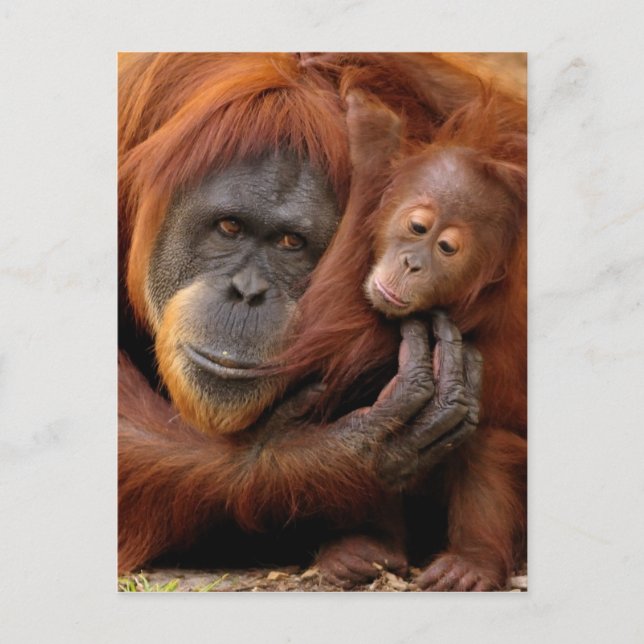 Mother & Baby Orangutan Postcard (Front)