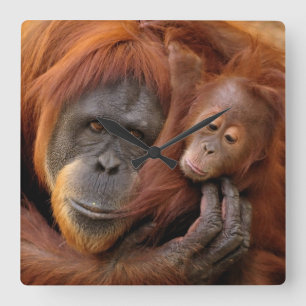Mother & Baby Orangutan Square Wall Clock