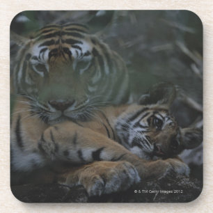 Mother Bengal Tiger with Cub Coaster