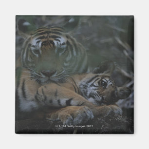 Mother Bengal Tiger with Cub Magnet