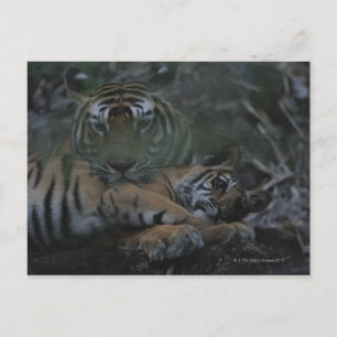 Mother Bengal Tiger with Cub Postcard