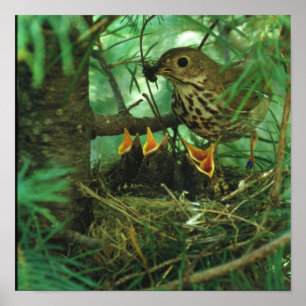 Mother Bird Feeding Hungry Baby Birds Poster