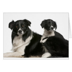 Mother border collie and puppy