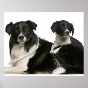 Mother border collie and puppy poster