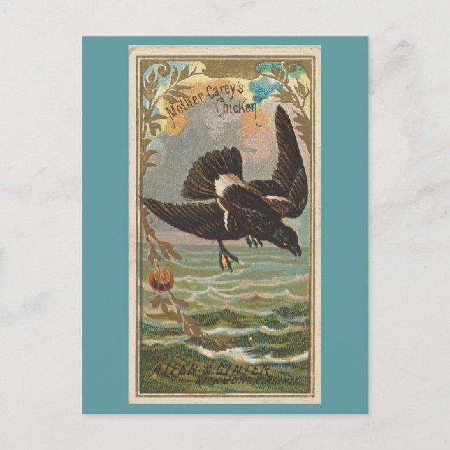 Mother Carey's Chicken Postcard (Front)