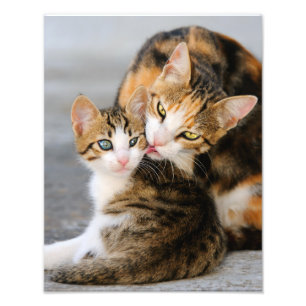 Mother Cat Loves Cute Kitten  - Paperprint Photo Print