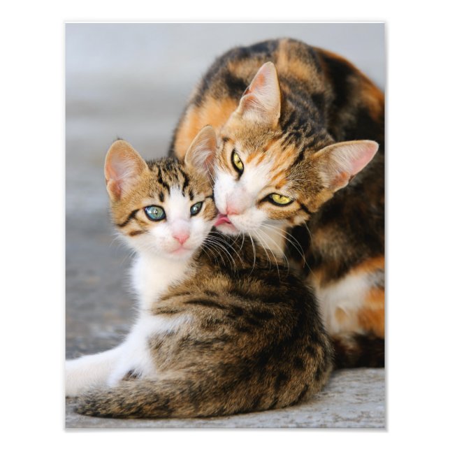 Mother Cat Loves Cute Kitten  - Paperprint Photo Print (Front)