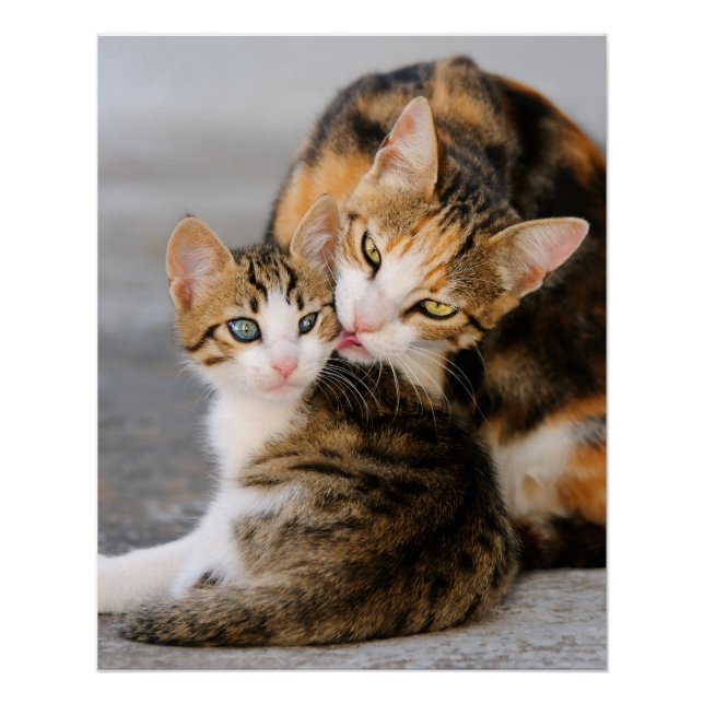Mother Cat Loves Cute Kitten, Photo Poster (Front)