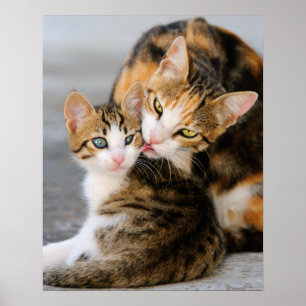 Mother cat loves cute kitten poster