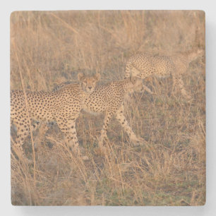 Mother Cheetah with Cubs. Stone Coaster