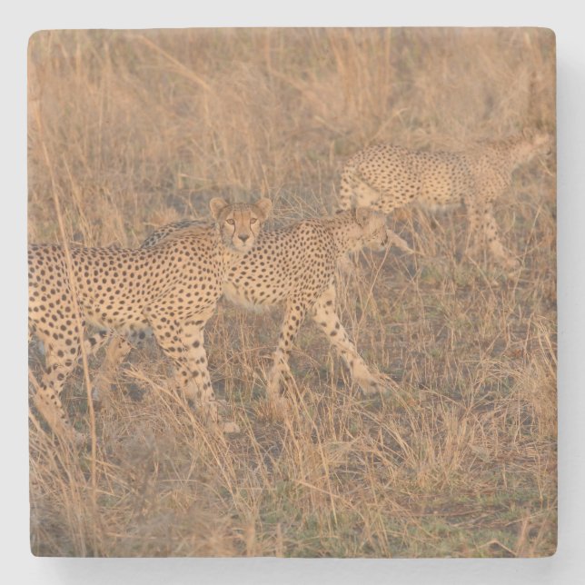 Mother Cheetah with Cubs. Stone Coaster (Front)