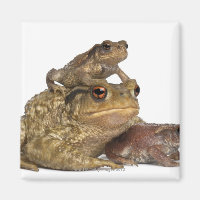 mother Common toad and her babies - bufo bufo