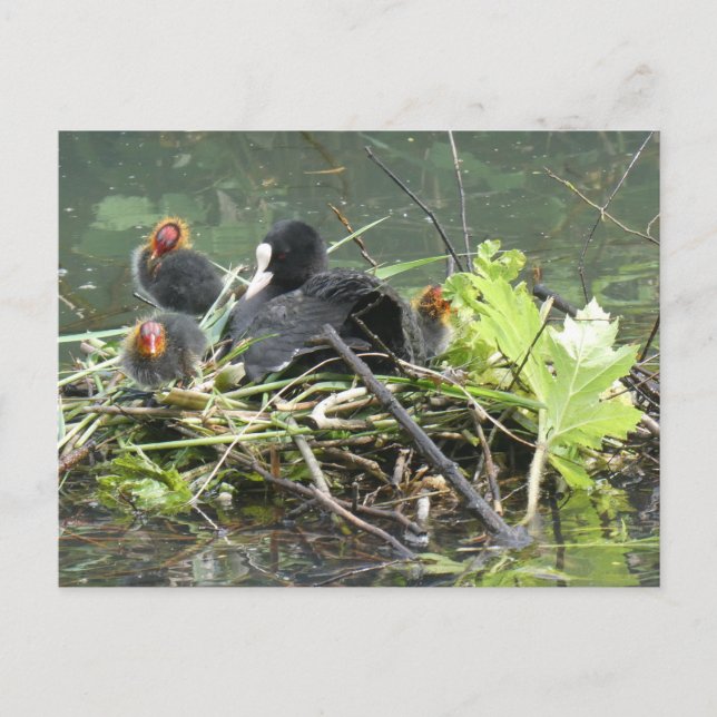 Mother Coot with Young DIY Postcard (Front)