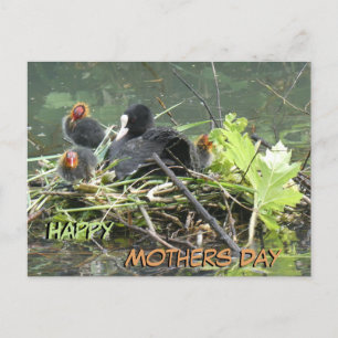 Mother Coot with Young Mothers Day Postcard