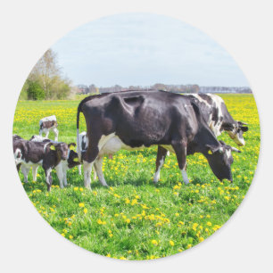 Mother cows with newborn calves in  spring meadow classic round sticker