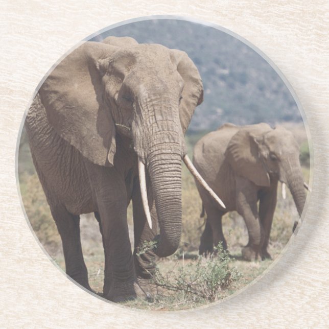 Mother elephant walking with elephant calf coaster (Front)